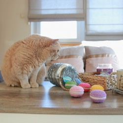 Meow Macaroons